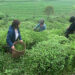 A better harvest every year- green tea growers in Samchhoeling