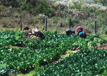 Tsirang and Dagana boost vegetable production to supply to other Dzongkhags