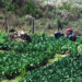 Tsirang and Dagana boost vegetable production to supply to other Dzongkhags