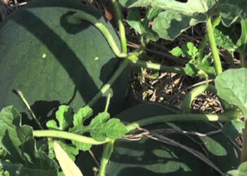 Farmers venture into mass watermelon cultivation, Sergithang in Tsirang