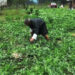 Watermelon cultivation picking up in Toedwang Gewog, Punakha