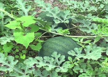 Watermelon farmers in Pema Gatshel worried about sales amid COVID-19