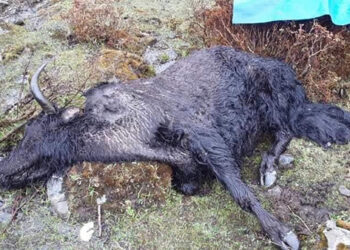 Deaths of yaks and horses reported in the upper gewogs of Thimphu due to the erratic weather