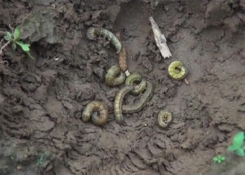 Fall armyworm wreaks havoc in Rilangthang village, Tsirang