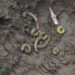 Fall armyworm wreaks havoc in Rilangthang village, Tsirang