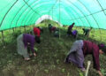 Venturing into growing chilli on commercial scale, Raling in S/Jongkhar