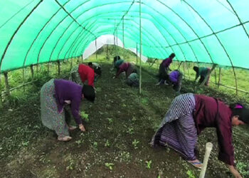 Venturing into growing chilli on commercial scale, Raling in S/Jongkhar