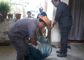 Around 500 dogs were vaccinated in Kanglung to prevent the spread of rabies