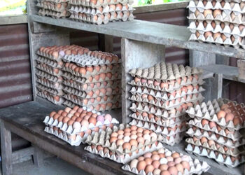Egg price soars amid shortage in Gelegphu