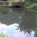 Lone fishery in Nanong Gewog doing well despite challenges