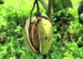 Mysterious cracking disease in mangoes leaves farmers worried, Samrang in S/Jongkhar