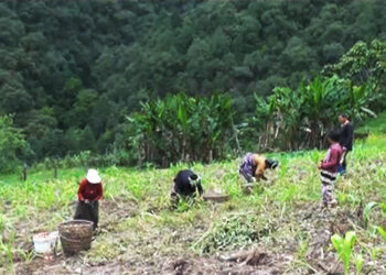 Farmers in Monggar worried over limited market with the schools closed