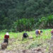 Farmers in Monggar worried over limited market with the schools closed