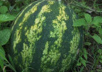 Zhongar Nyamrup Tshongla, how a group of youth found success in watermelon farming