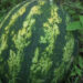Zhongar Nyamrup Tshongla, how a group of youth found success in watermelon farming
