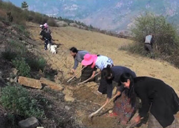 Into growing mustard to cut down on the import of oil