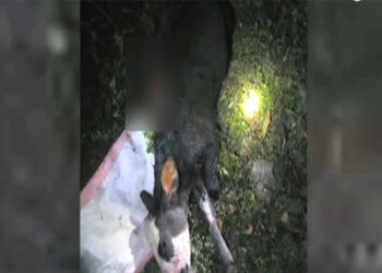 Livestock predation by wild animals on the rise, Bumthang