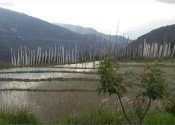 Themnangbi in Monggar revives paddy cultivation after over a decade