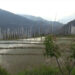 Themnangbi in Monggar revives paddy cultivation after over a decade