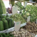 Paro Dzongkhag establishes fair price counters to address price variations