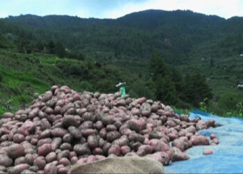 Market access amid the pandemic worries potato farmers in Chapcha