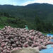 Market access amid the pandemic worries potato farmers in Chapcha