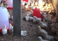 Farmers in Tendruk trying to keep up with the surging demands for their agriculture produce