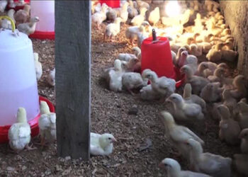 Farmers in Tendruk trying to keep up with the surging demands for their agriculture produce