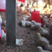 Farmers in Tendruk trying to keep up with the surging demands for their agriculture produce