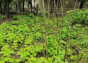 Kitchen gardening on the rise in S/Jongkhar after the closure of border