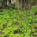 Kitchen gardening on the rise in S/Jongkhar after the closure of border