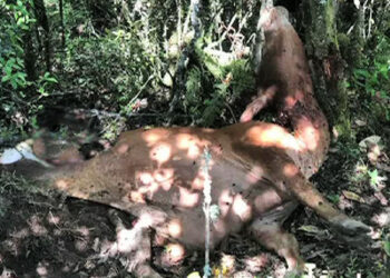 Residents in Nubi worried with the increasing tiger attacks on livestock, Trongsa