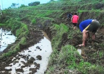 Without a proper irrigation canal, farmers in Samchhoeling depend on rain- Trongsa