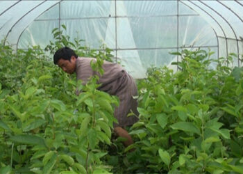 44-year-old man makes horticulture a successful venture in Udzorong Gewog