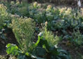Farmers and vegetable groups excited with school reopening