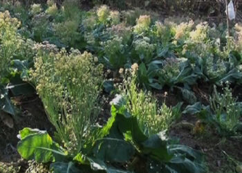 Farmers and vegetable groups excited with school reopening