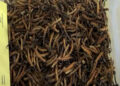 Farmers in Trongsa looking forward to the livestock insurance scheme