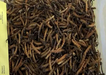 Farmers in Trongsa looking forward to the livestock insurance scheme