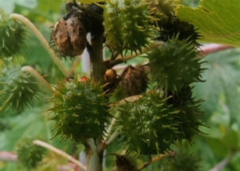 Mass castor cultivation trail successful in Zhemgang