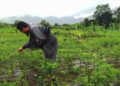 Year-round chilli production trial in Awashing, Pema Gatshel
