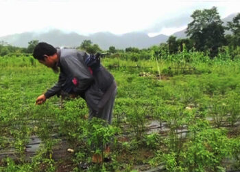 Year-round chilli production trial in Awashing, Pema Gatshel