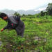 Year-round chilli production trial in Awashing, Pema Gatshel
