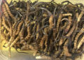 With only three buyers, Tsento Gewog cancels Cordyceps auction
