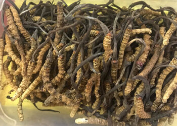With only three buyers, Tsento Gewog cancels Cordyceps auction