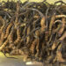 With only three buyers, Tsento Gewog cancels Cordyceps auction