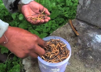 Cordyceps auctions in the country to take place with safety measures this year