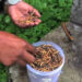 Cordyceps auctions in the country to take place with safety measures this year