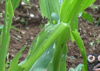 Dorji Lopen appoints three lams today