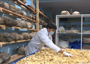 Highland Dairy Products, one of many businesses COVID-19 gave birth to