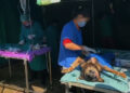 105000 dogs in the country to be sterilised by 2023